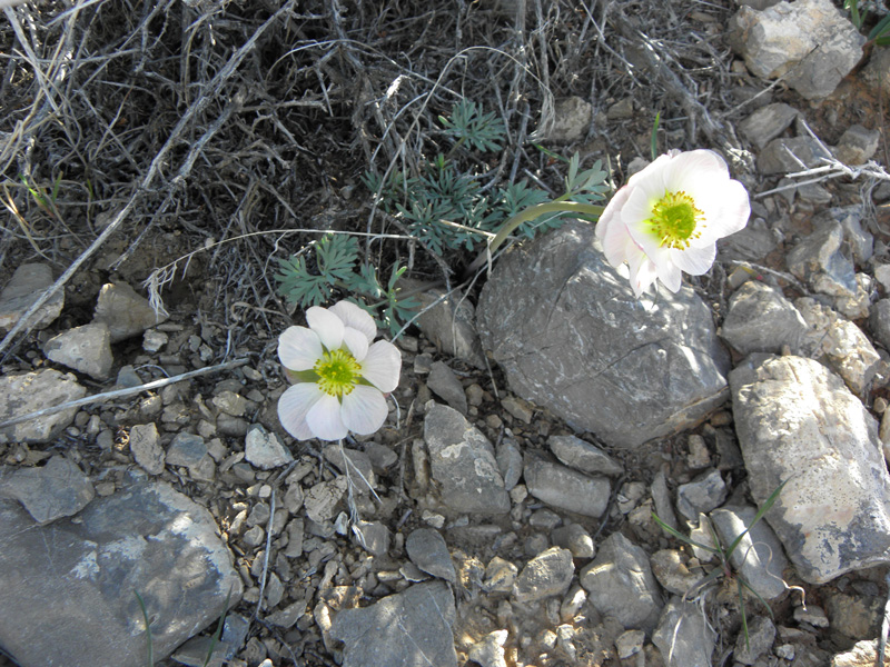 14-desert_flower-Anderson's_Buttercup-Ranunculus